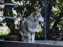 Ein Koyote im CuriOdyssey © donjd2