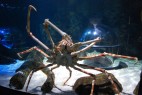 Atlantis by SEA LIFE